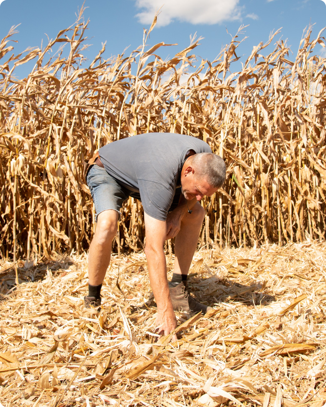Farmer examining heavy corn residue in a field
