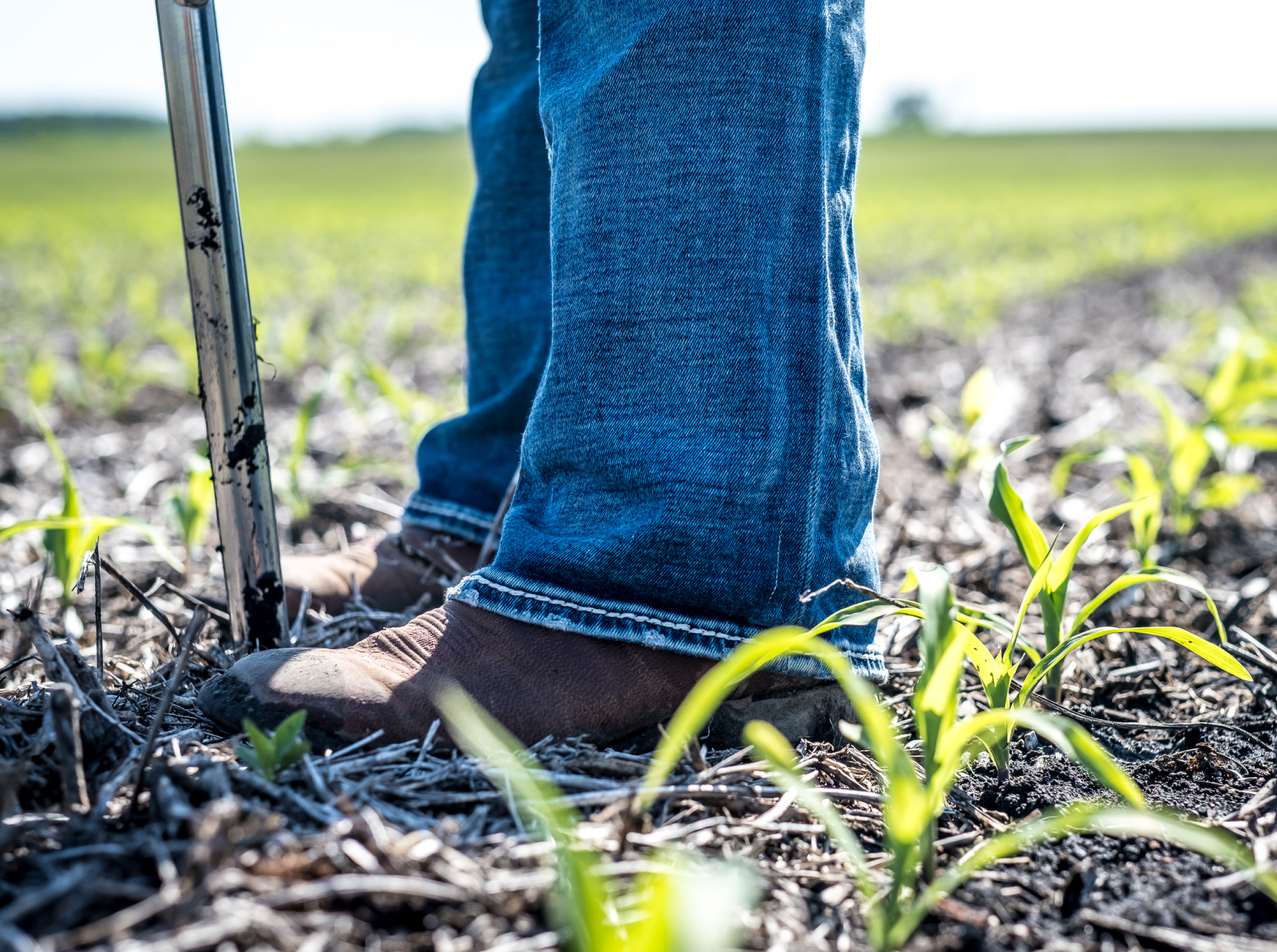 Close-up of seedlings emerging through crop residue