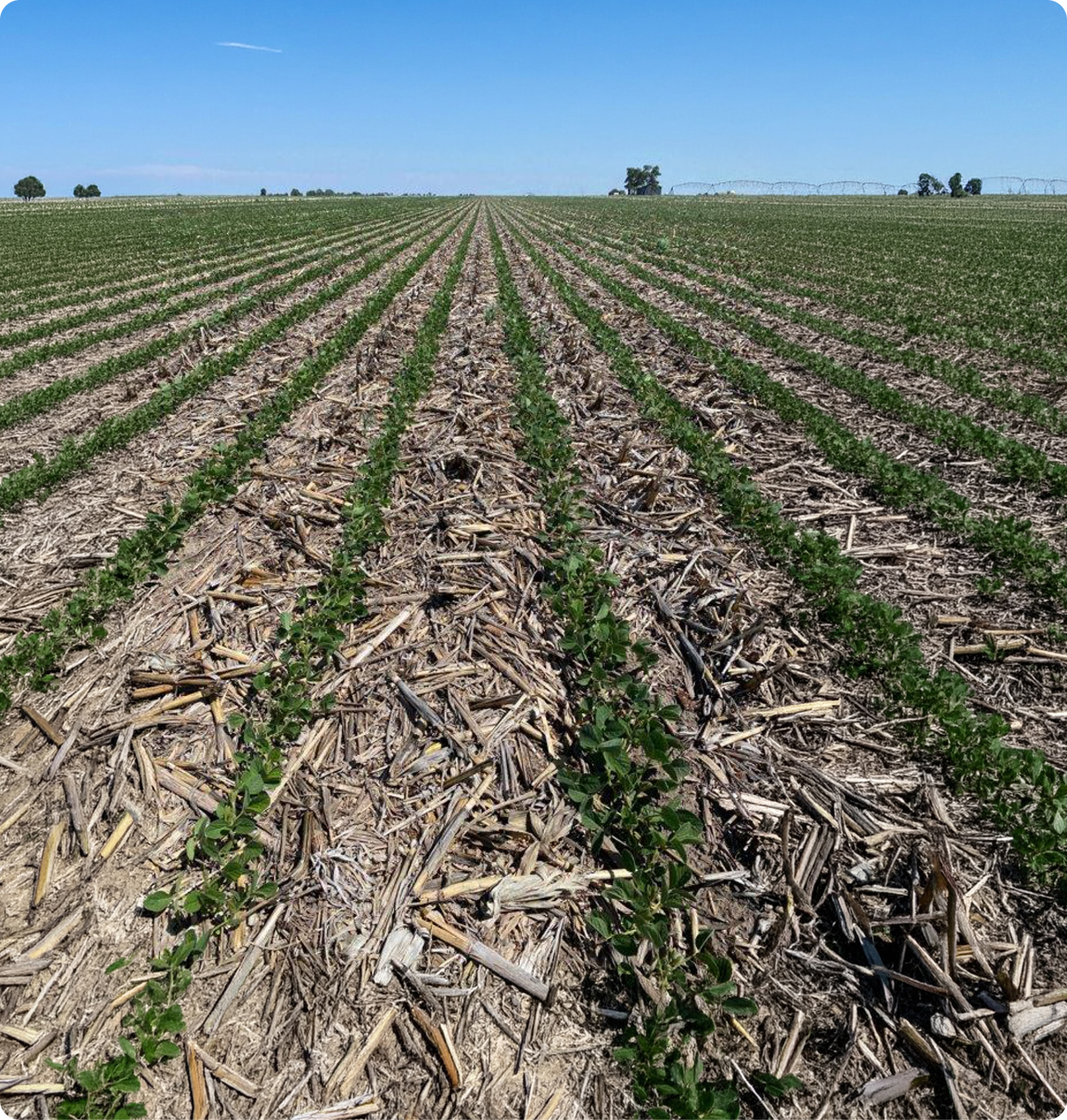 Soybean rows emerging through crop residue in a field trial