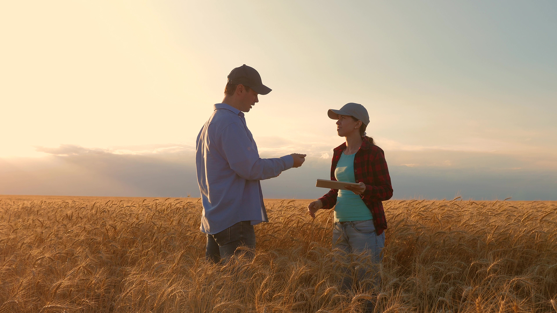 Farmers male and female working with a tablet in a wheat field, in the sunset light. businessmen studies income in agriculture. agronomists with tablet study wheat crop in field. agriculture concept.; Shutterstock ID 1496027000; purchase_order: -; job: -; client: -; other: -