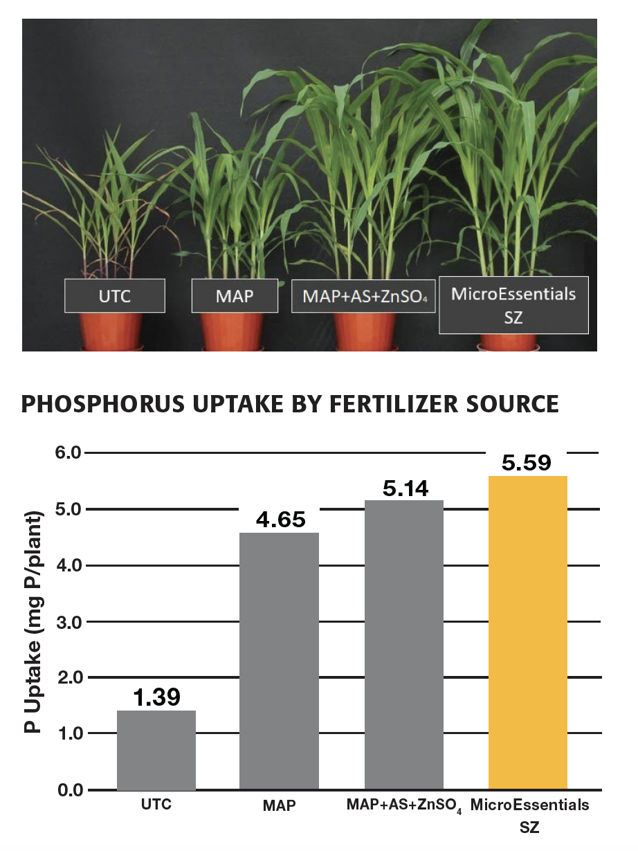 MicroEssentials® SZ® Phosphorus Uptake (Greenhouse Trial) vs MAP and