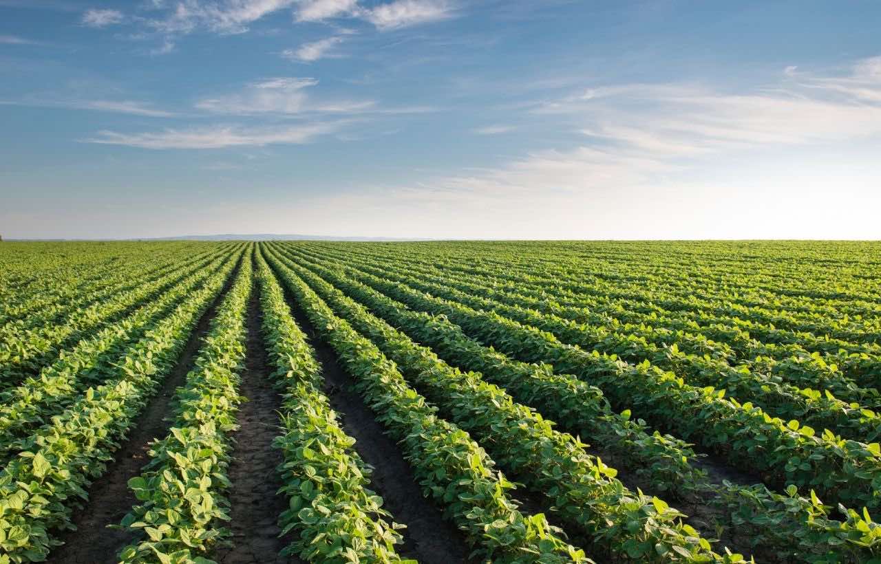 Soybean Field