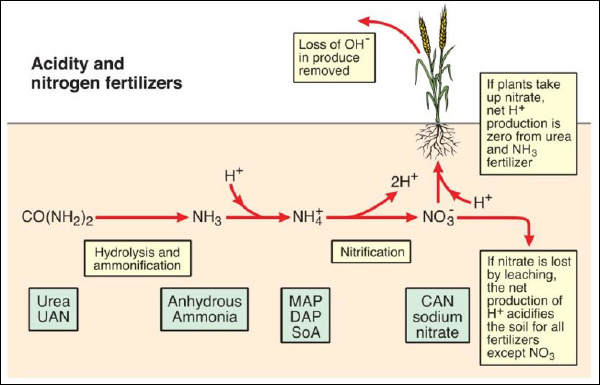 Acidity Nitrogen