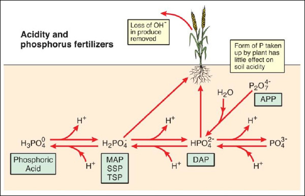 Acidity Phosphorus