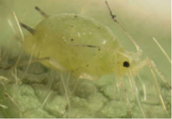 aphid-close-up