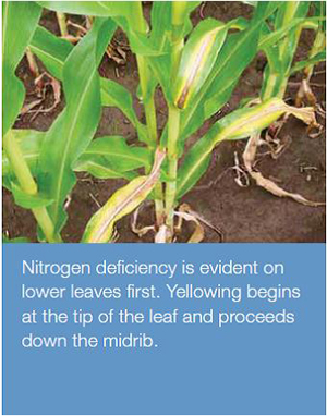 bcng4-n-deficiency