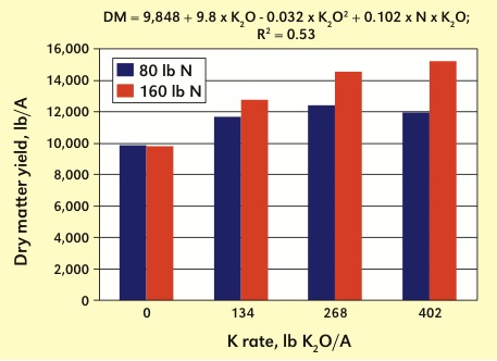 bermuda grass yield effect