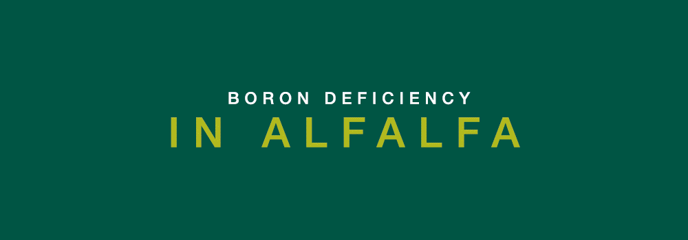 boron-deficiency2