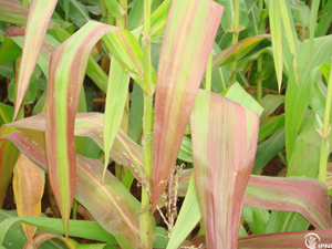 corn-and-phos