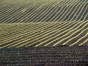 corn-planting