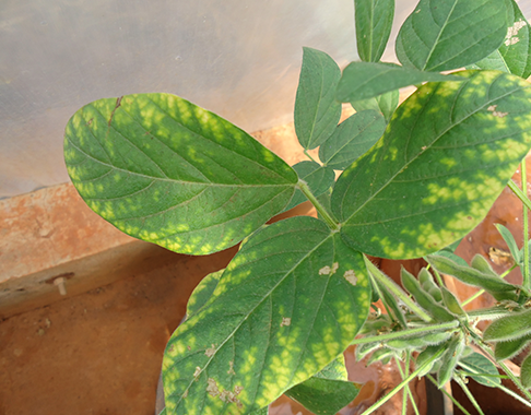 Potassium Deficiency in Soybeans