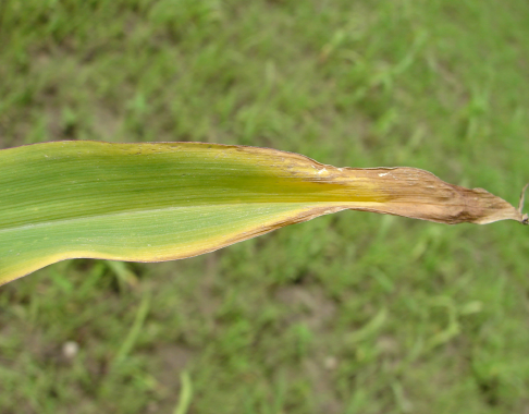 Potassium Deficiency in Corn