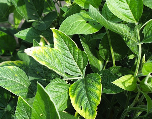 Potassium Deficiency in Soybeans