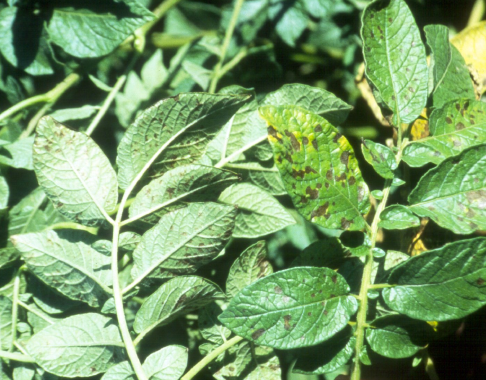 Potassium Deficiency in Potatoes