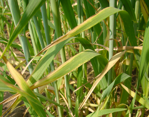 Potassium Deficiency in Wheat