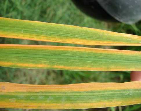 Potassium Deficiency in Rice