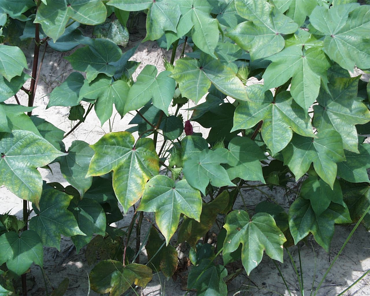 Potassium Deficiency in Cotton