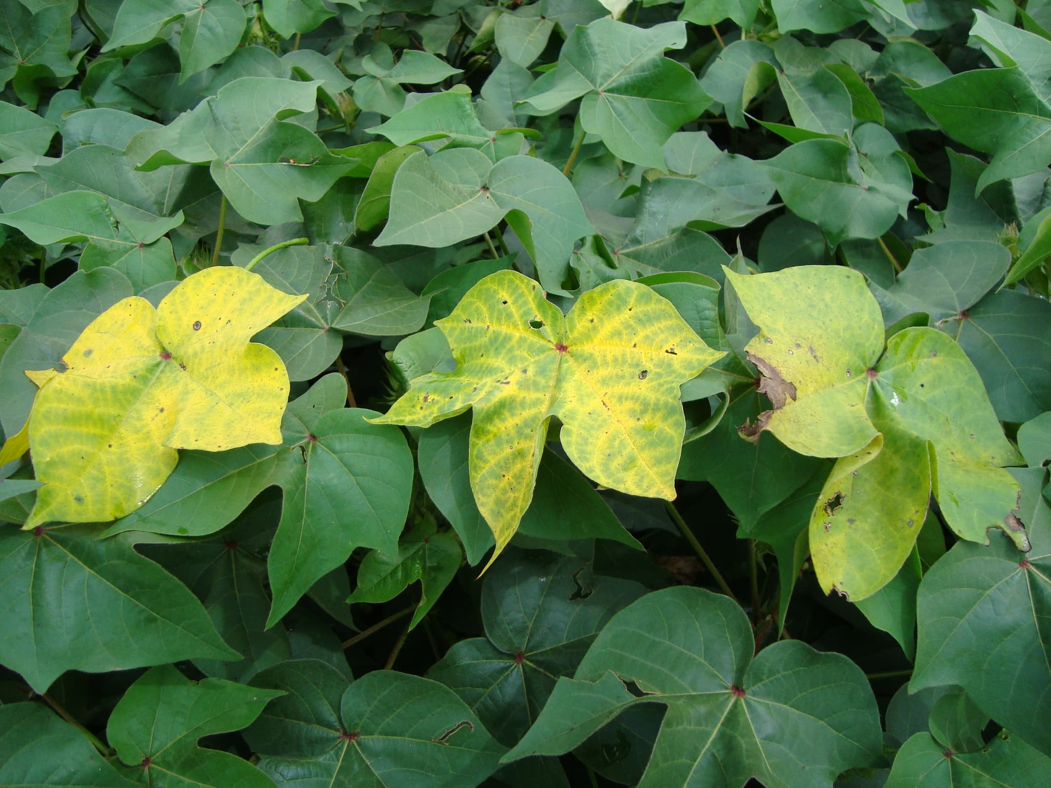 Potassium Deficiency in Cotton