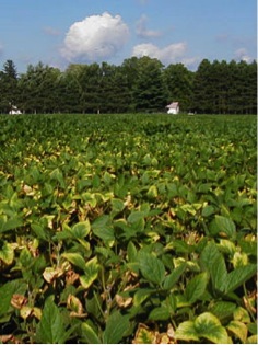 soybean-leaves