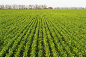 winter-wheat-field