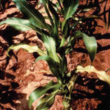 zinc-deficient-corn