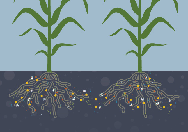 Microbes in the soil unlock nutrients for corn plants to grow and thrive.