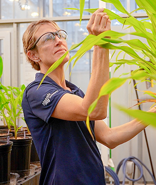 Finding the right biologicals involves testing them on plants in a controlled greenhouse environment.