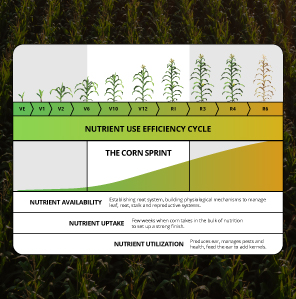 Breaking down Corn Sprint Image Resize_Mobile 296 x 299