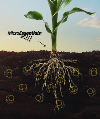 Even distribution Image Resize_Mobile 320 x 380