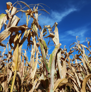 Corn on Corn Image Resize_Mobile 296 x 299