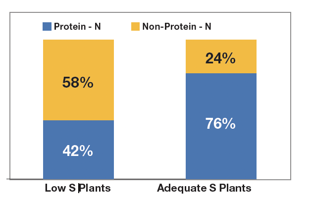 MC 1724 AgriSight 27 Sulfur Nutrition for Ultimate fig 2